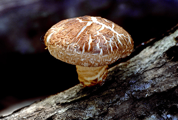 fungo Shiitake