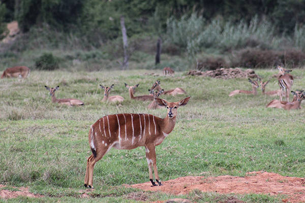 safari in sudafrica