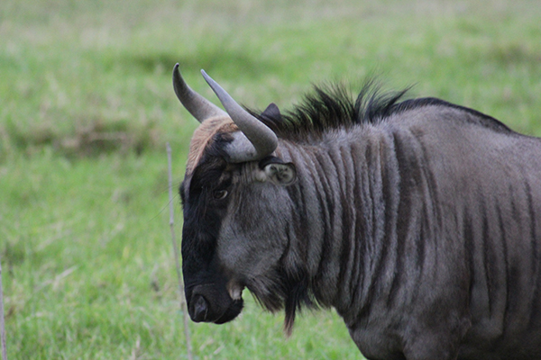 safari in sudafrica