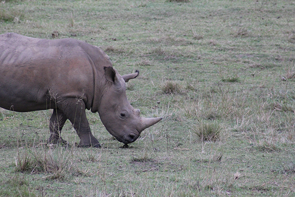 safari in sudafrica