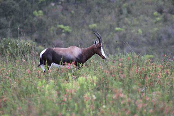 safari in sudafrica