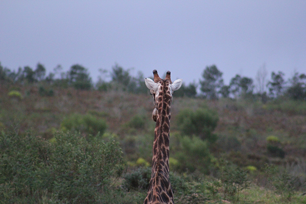 safari in sudafrica