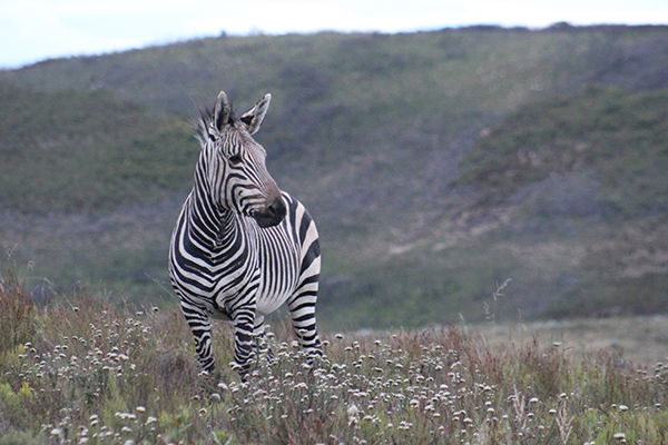 safari in sudafrica