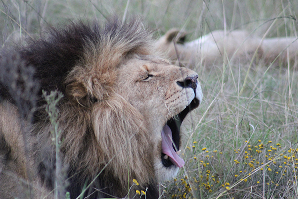 safari in sudafrica