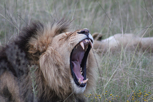 safari in sudafrica