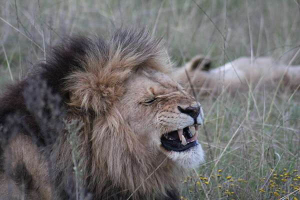 safari in sudafrica