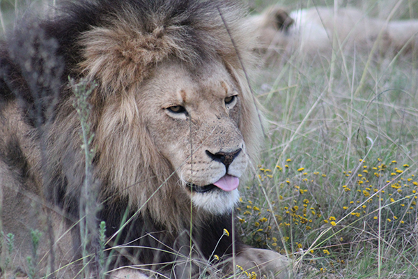 safari in sudafrica