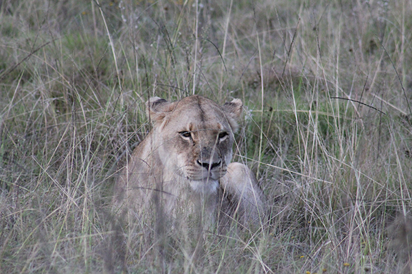 safari in sudafrica