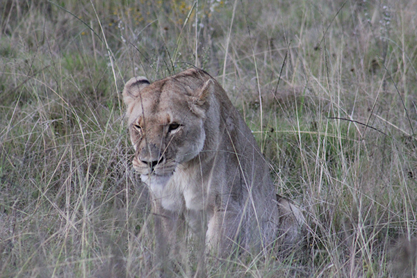 safari in sudafrica