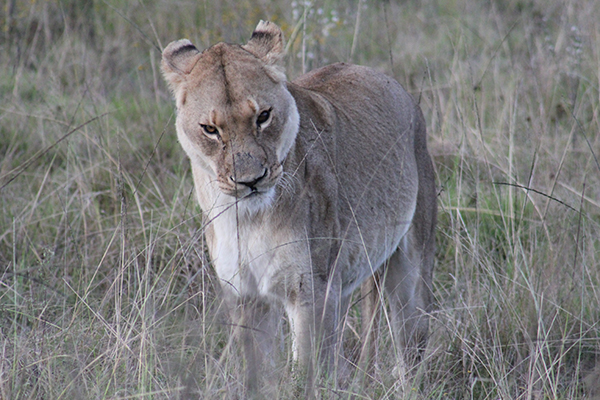 safari in sudafrica