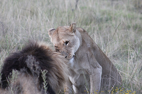 safari in sudafrica