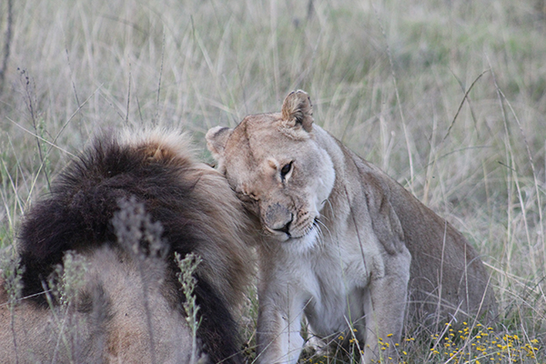 safari in sudafrica