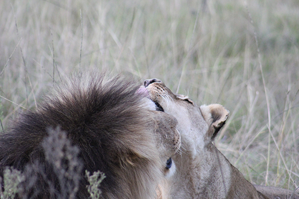 safari in sudafrica