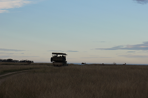 safari in sudafrica