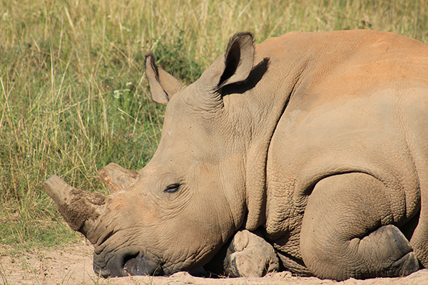 safari in sudafrica