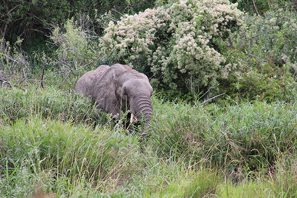 safari in sudafrica