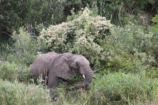 safari in sudafrica