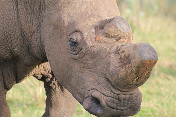 safari in sudafrica