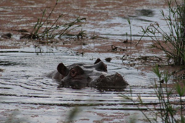 safari in sudafrica