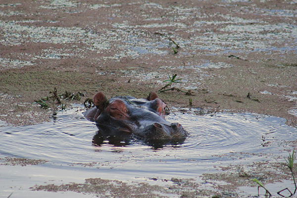 safari in sudafrica