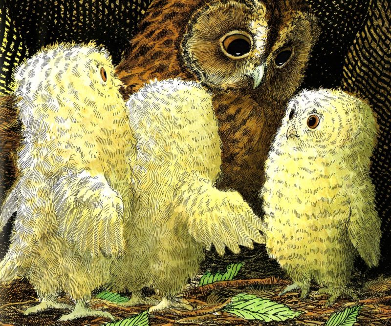 I tre piccoli gufi. Età di lettura: dai 2 anni - Ricomincio da quattro